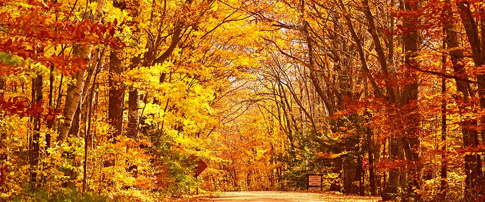 Autumn Foliage by Motorcoach